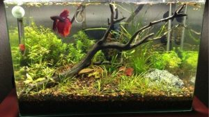 Betta Fish Tank Setup Guide: Build the Perfect Betta Home