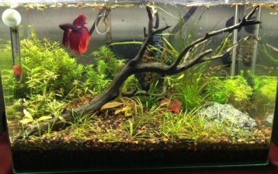 Betta Fish Tank Setup Guide: Build the Perfect Betta Home
