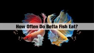 How Often to Feed Betta Fish: Amounts by Age and Tank Size