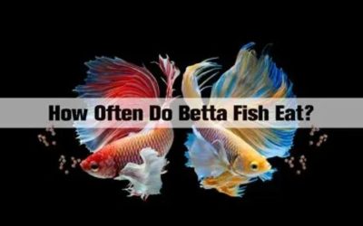 How Often to Feed Betta Fish: Amounts by Age and Tank Size