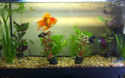 Goldfish Tank Setup Guide: Everything You Need for a Healthy Goldfish Aquarium