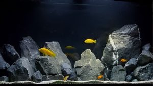African Cichlid Tank Setup: How It Works and What to Watch