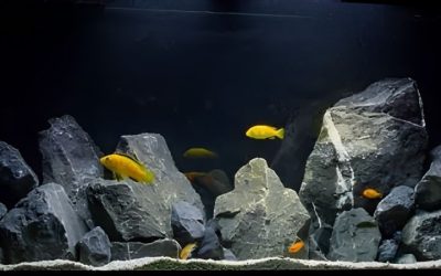 African Cichlid Tank Setup: How It Works and What to Watch