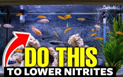 Safe Nitrate Level for Freshwater Fish: Targets and Limits