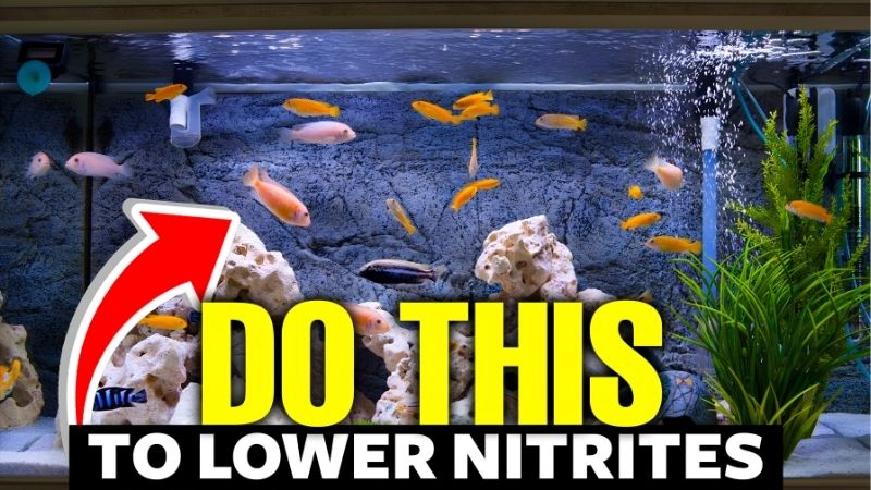The One Nitrogen Number With a Working Range