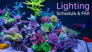 Aquarium Lighting Schedule: Hours by Tank Type and Goal