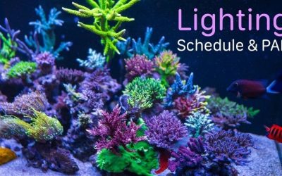 Aquarium Lighting Schedule: Hours by Tank Type and Goal