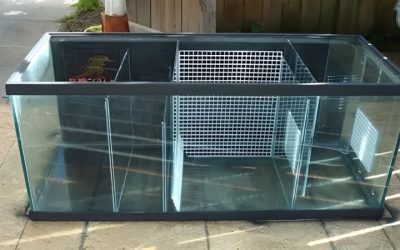 Aquarium Sump Design Guide: Sizing, Baffles and Plumbing