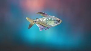 Rummy-Nose Tetra Care: Stable Water and Schooling