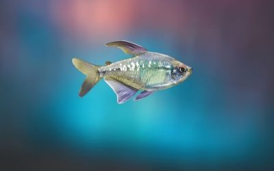 Rummy-Nose Tetra Care: Stable Water and Schooling