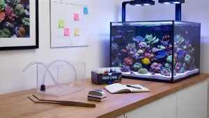 Reef Tank Maintenance Schedule: Daily to Annual Task List