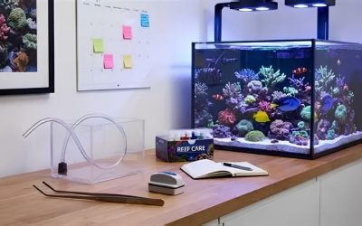 Reef Tank Maintenance Schedule: Daily to Annual Task List