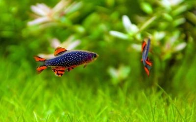 Best Community Fish for Beginners: A Chart by Tank Size