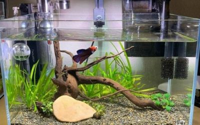 Best Tank Size for Betta Fish: The Numbers by Setup Type
