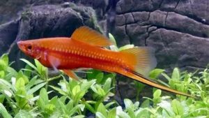 Swordtail Tank Mates: Space, Speed and Water Match