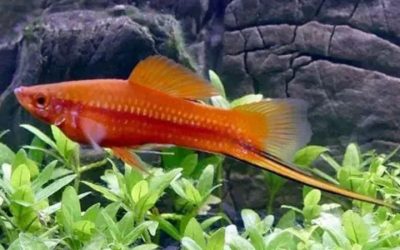 Swordtail Tank Mates: Space, Speed and Water Match