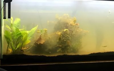 Cloudy Fish Tank After Water Change: What Actually Happens