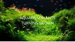 Aquarium Water Turning Brown: Tannins, Detritus or Diatoms
