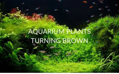 Aquarium Water Turning Brown: Tannins, Detritus or Diatoms