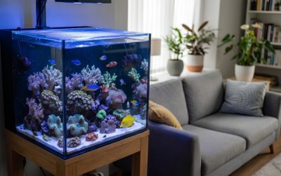 Total Cost to Set Up a 26 Gallon AIO Reef: Best Compared Guide