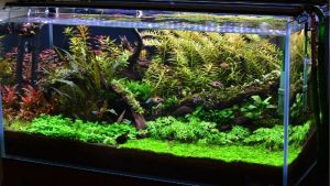 Best Filter for 55 Gallon Aquarium: Flow Across Four Feet