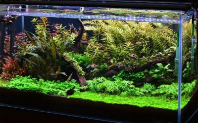 Best Filter for 55 Gallon Aquarium: Flow Across Four Feet