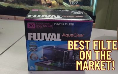 Sponge Filter vs Hang on Back Filter: Compared by Numbers