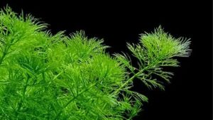 Water Sprite Care: Plant It or Float It?