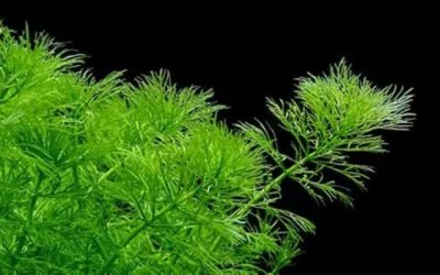 Water Sprite Care: Plant It or Float It?