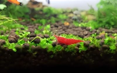 Shrimp Tank Water Parameters: Chart, Numbers and Limits