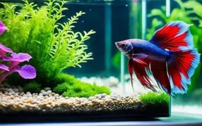 Betta Fish Care Guide: Tank, Temperature and Daily Routine