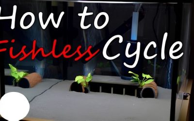 Fishless Cycle Aquarium Guide: Doses, Timing and the Proof