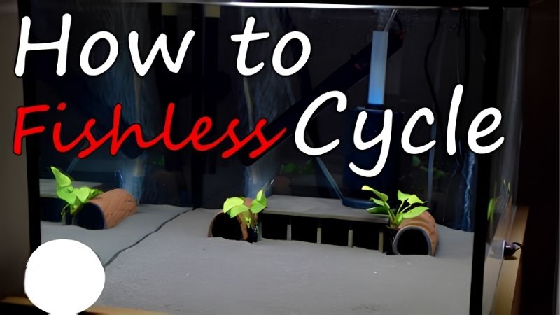 What a Fishless Cycle Aquarium Guide Is Built On