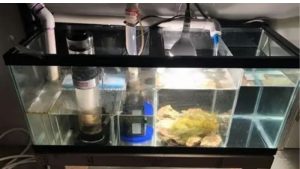 Reef Tank Sump Setup: How It Works and What to Watch For
