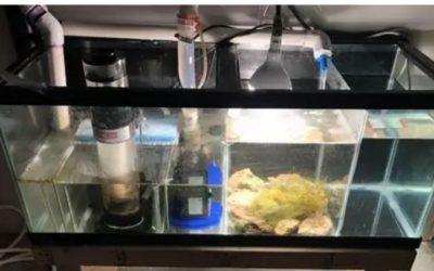 Reef Tank Sump Setup: How It Works and What to Watch For
