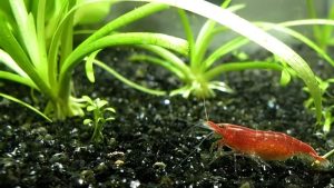 Freshwater Shrimp Tank Setup: How It Works and What to Watch