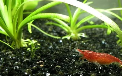 Freshwater Shrimp Tank Setup: How It Works and What to Watch