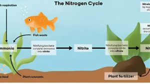 Ammonia During Fish Tank Cycling: What the Numbers Mean