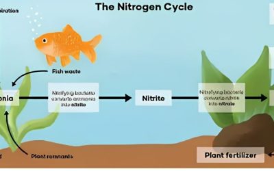 Ammonia During Fish Tank Cycling: What the Numbers Mean