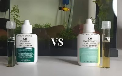 Aquarium GH vs KH: What Each One Measures and Why It Matters