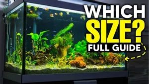 Best Aquarium Size for Beginners: Compared by the Numbers
