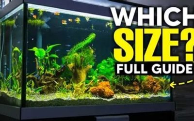 Best Aquarium Size for Beginners: Compared by the Numbers
