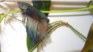 Signs of a Healthy Betta Fish and What to Check Each Week