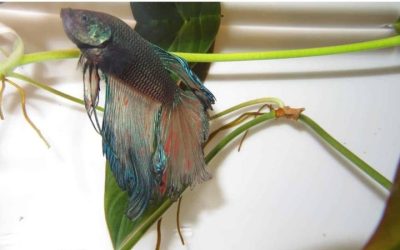 Signs of a Healthy Betta Fish and What to Check Each Week