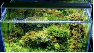 Low Light Aquarium Plants Lighting: PAR, Hours and Care