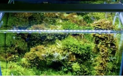 Low Light Aquarium Plants Lighting: PAR, Hours and Care