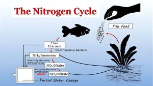 Nitrate Level After Aquarium Cycle: What Is Normal and Safe