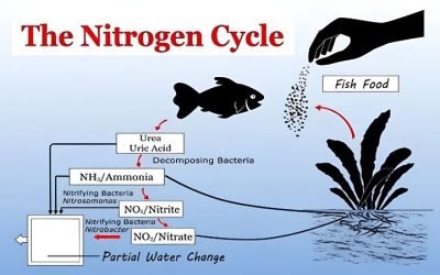 Nitrate Level After Aquarium Cycle: What Is Normal and Safe