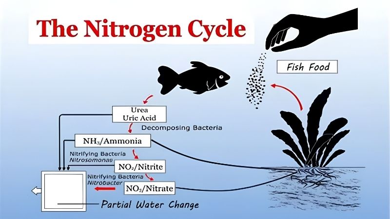 What Nitrate Level After Aquarium Cycle Should Be