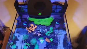 Best AI Prime 16 HD for Nano Reef Tanks: A Buyer’s Guide